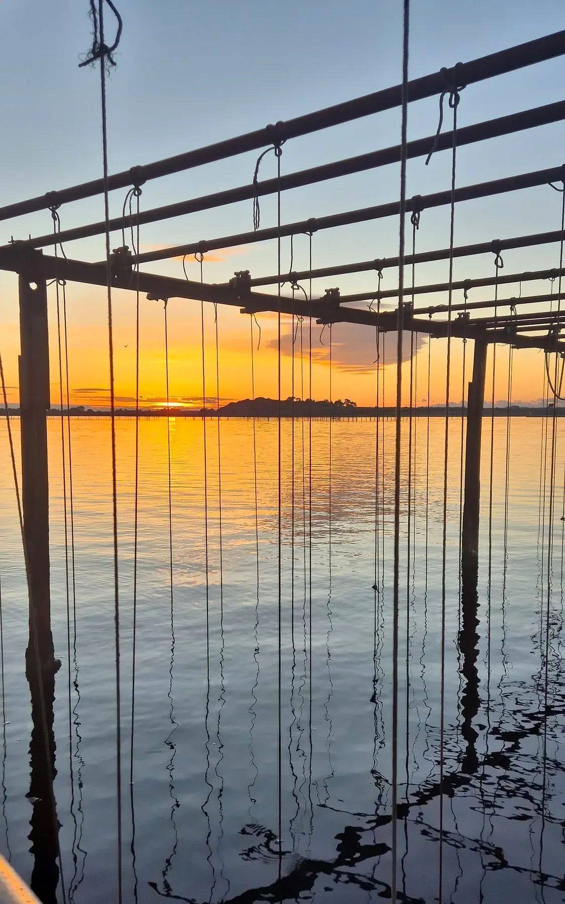 Coucher de soleil sur une table ostréicole de l'étang de Thau, cordes d'élevage suspendues au-dessus de l'eau