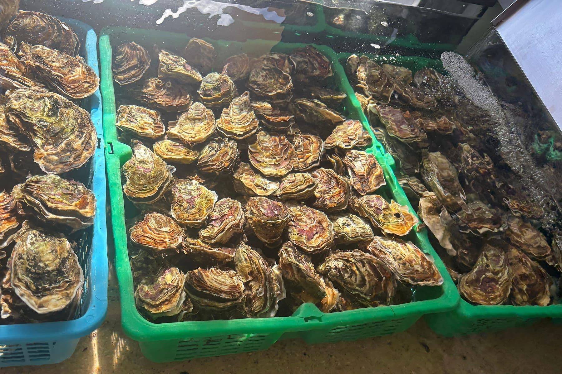 Huîtres creuses en paniers dans un bassin d'eau de mer au magasin Midi Coquillages de Mèze